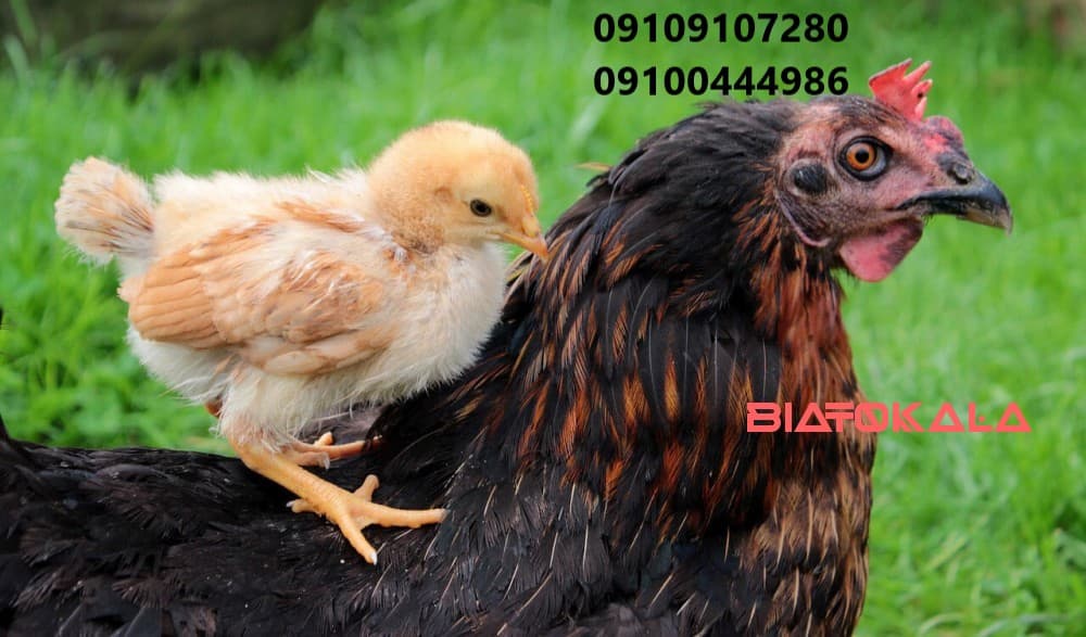 از بین بردن کک از حیوانات